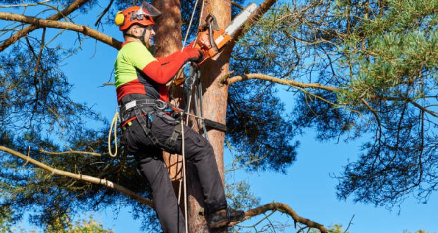 AAA Tree Experts, Serving Serving Atlanta, GA